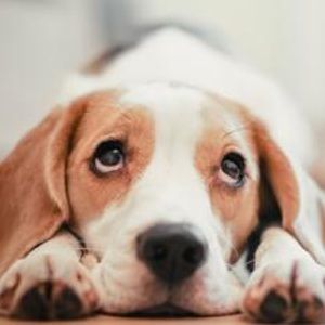 Meet your Posher, Yi